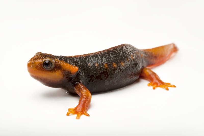 Tylototriton verrucosus