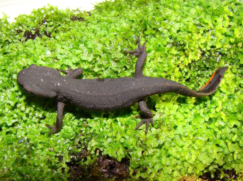 Тритон огненнобрюхий (Cynops orientalis)