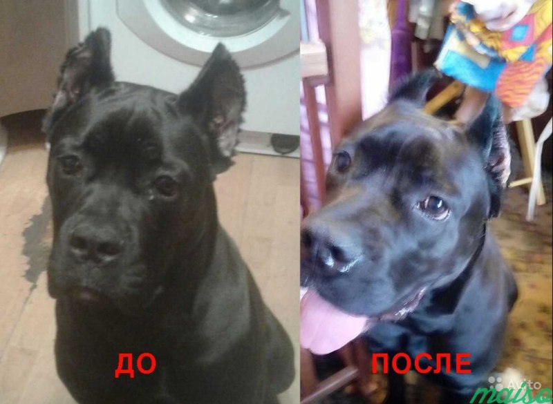 Собака до и после купирования ушей