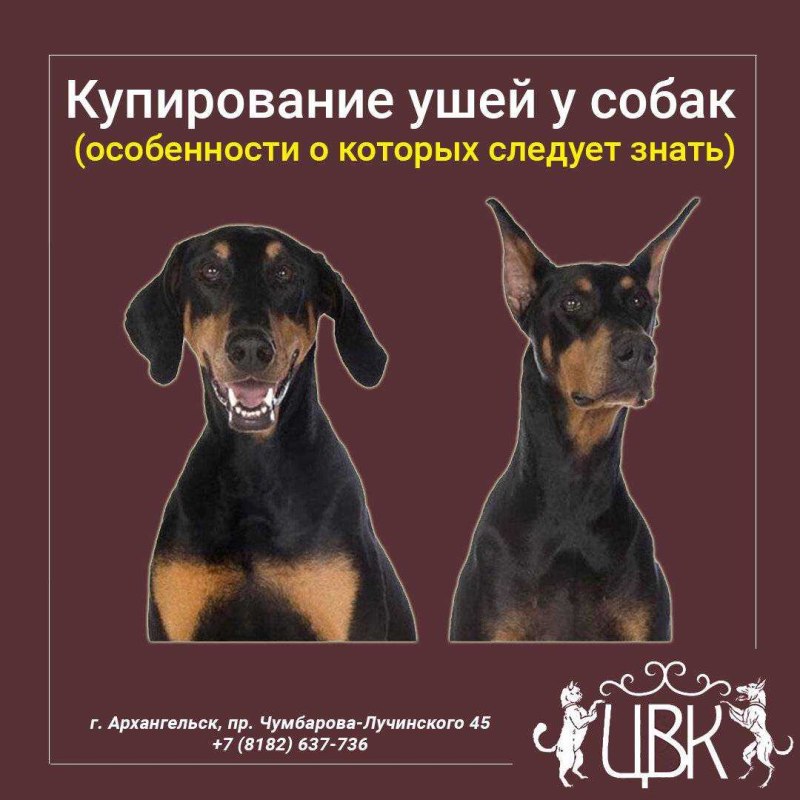 Формы купированных ушей