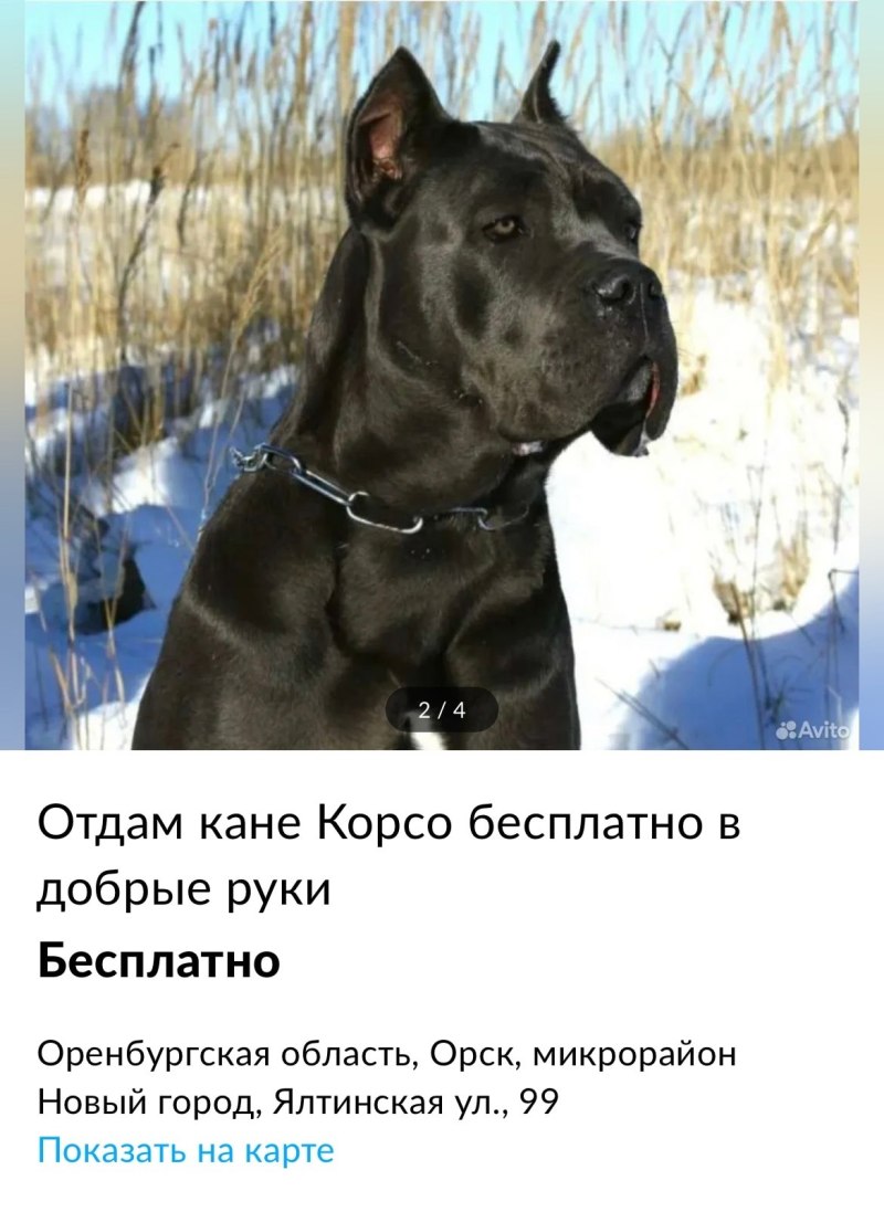 Кане Корса купированые уши