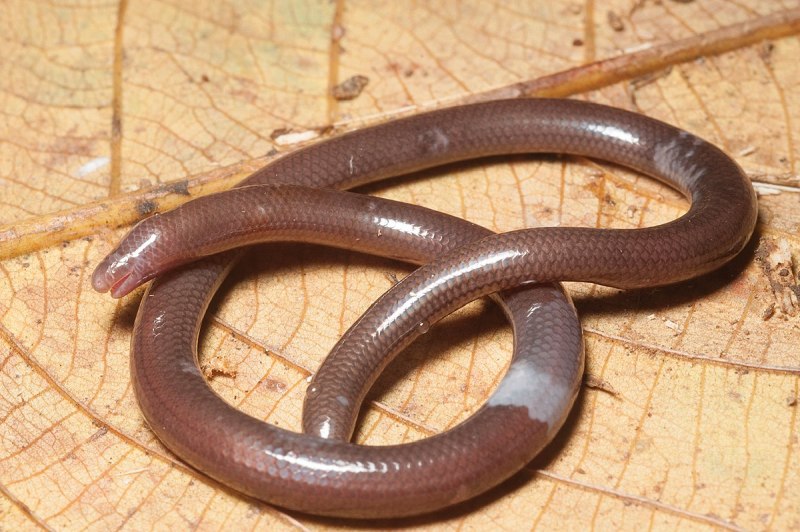 Typhlina BRAMINA