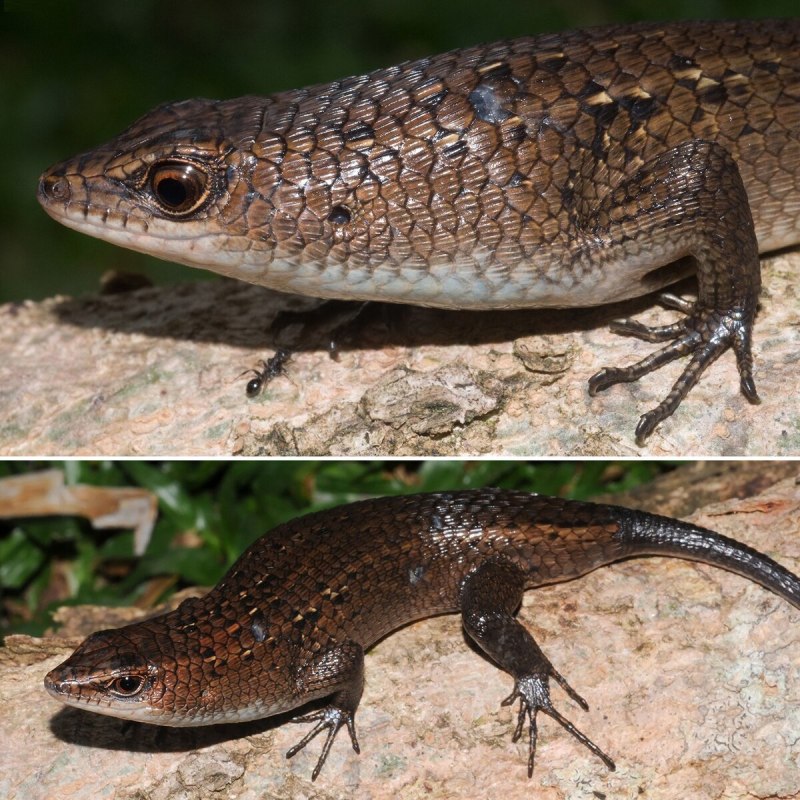 Skink Diät nz
