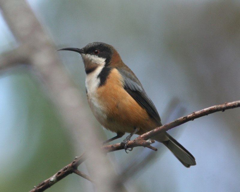 Eastern Spinebill перевод