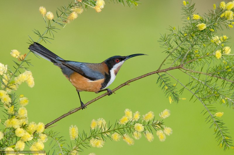 Eastern Spinebill (Acanthorhynchus tenuirostris)