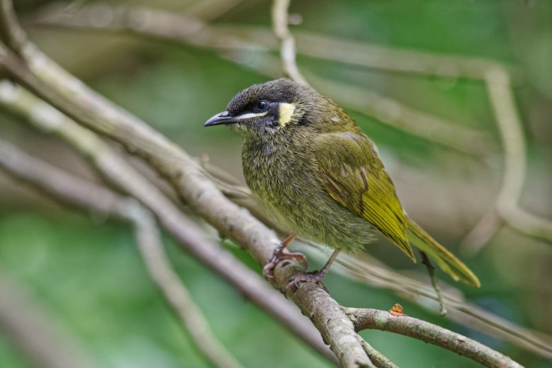 Meliphaga lewinii