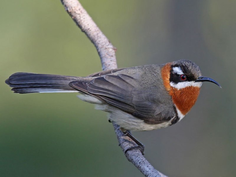 Eastern Spinebill птица