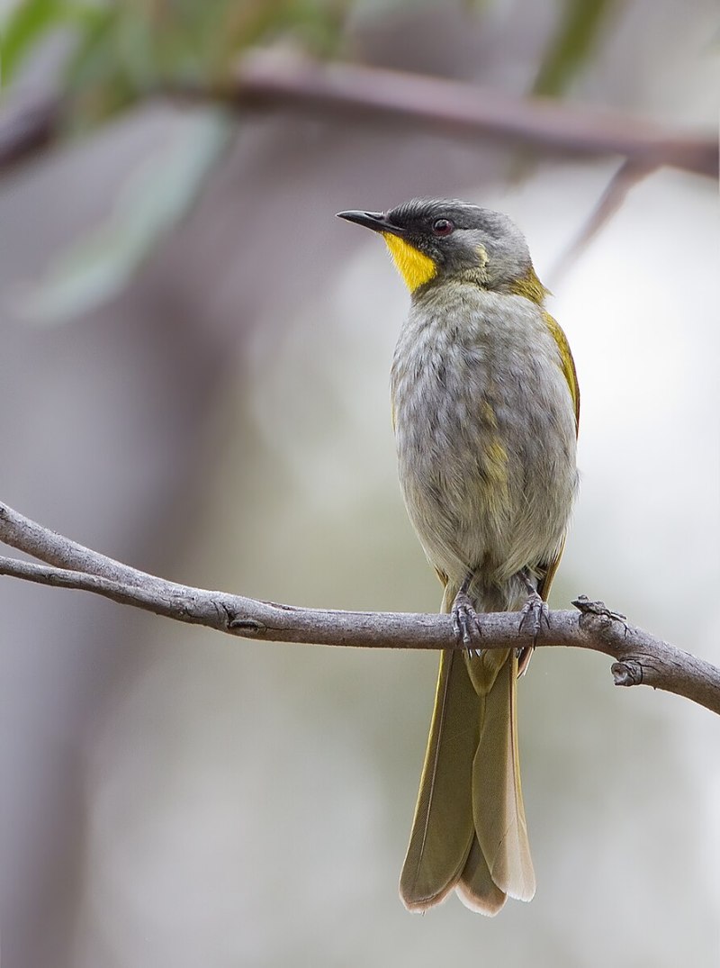 Lichenostomus melanops)