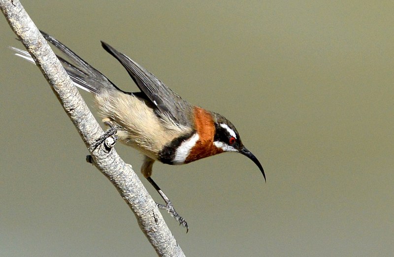 Western Spinebill