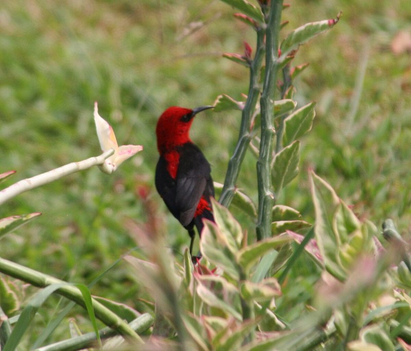 Myzomela cardinalis