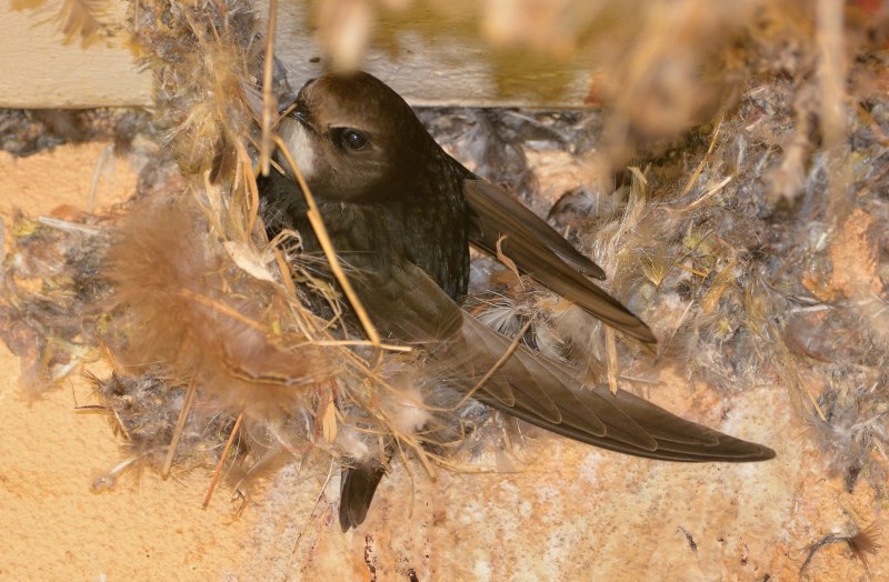 Стриж малый (APUS affinis)