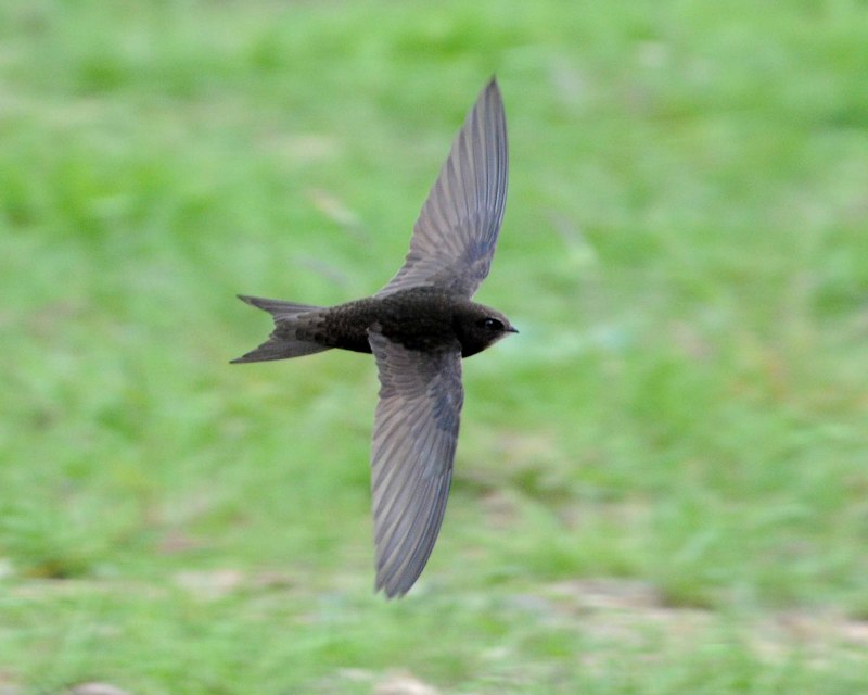 Черный Стриж - Black Swift