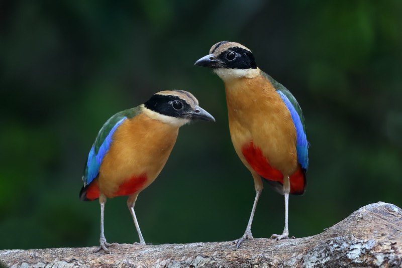 Blue-Winged Pitta