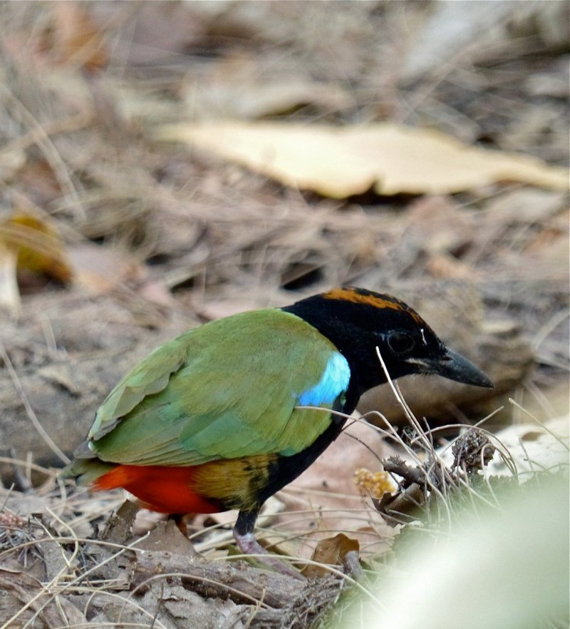 Rainbow Pitta Australia