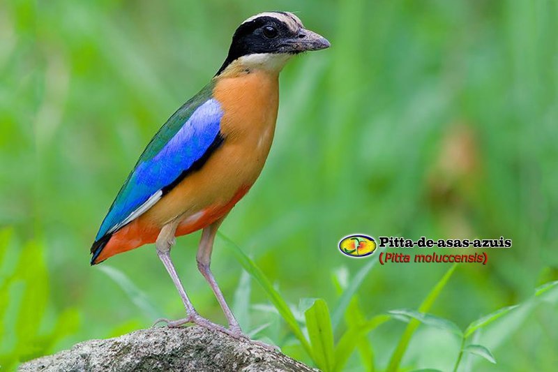Blue-Winged Pitta