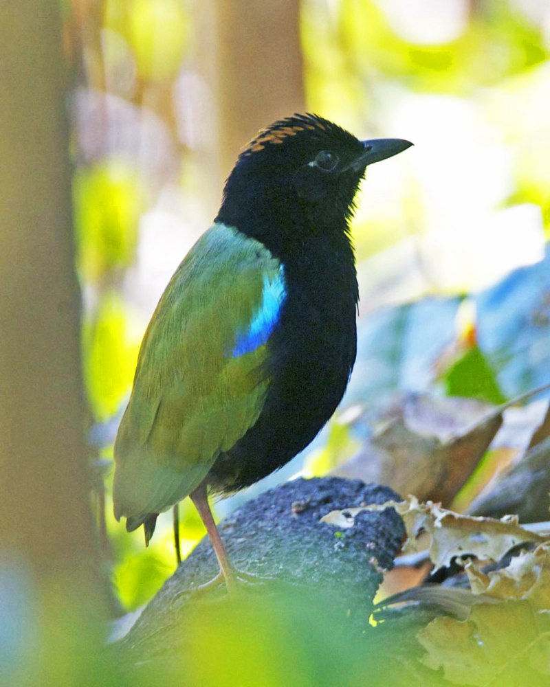 Rainbow Pitta