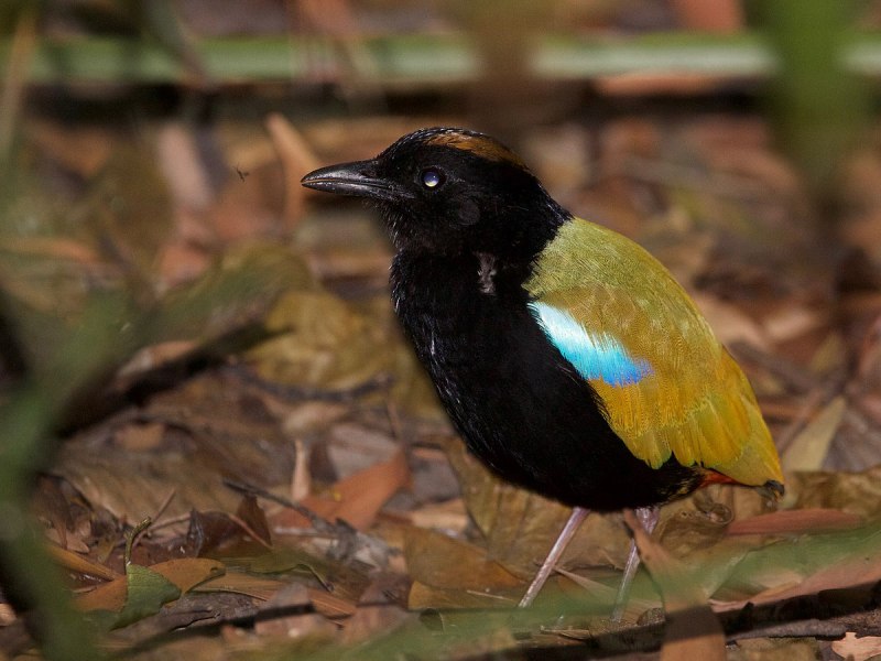 Rainbow Pitta