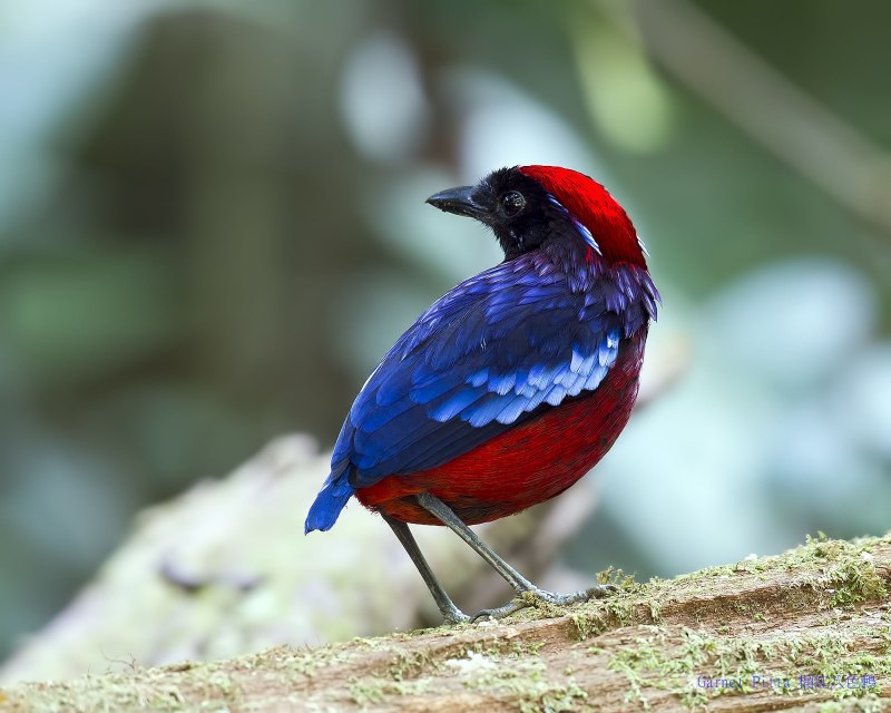 Erythropitta Granatina