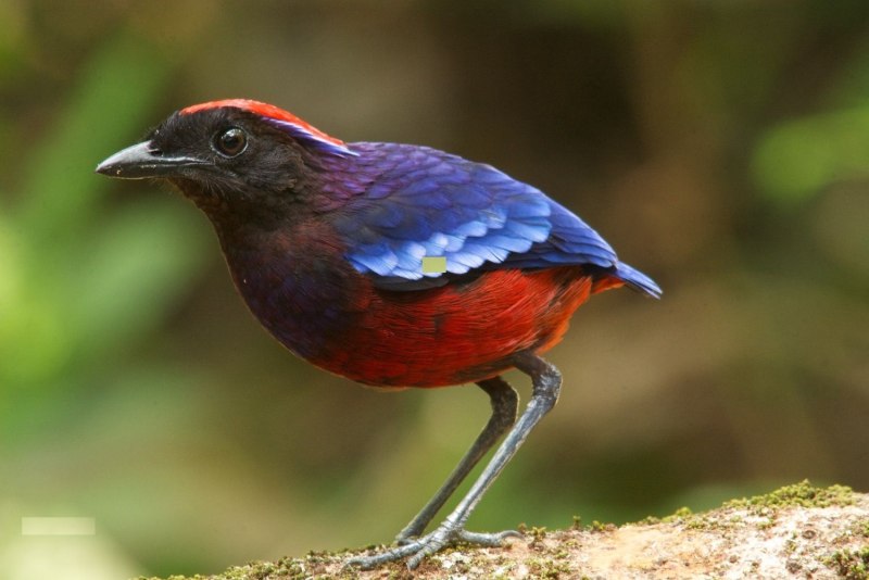 Erythropitta caeruleitorques
