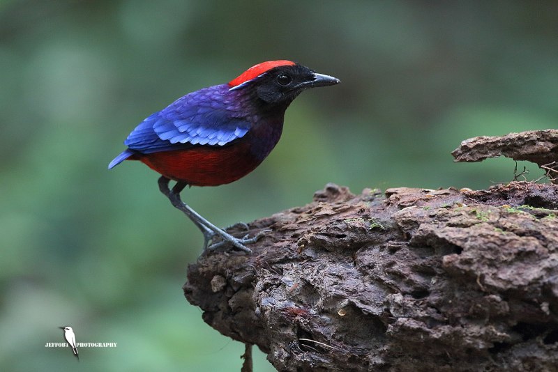 Erythropitta caeruleitorques