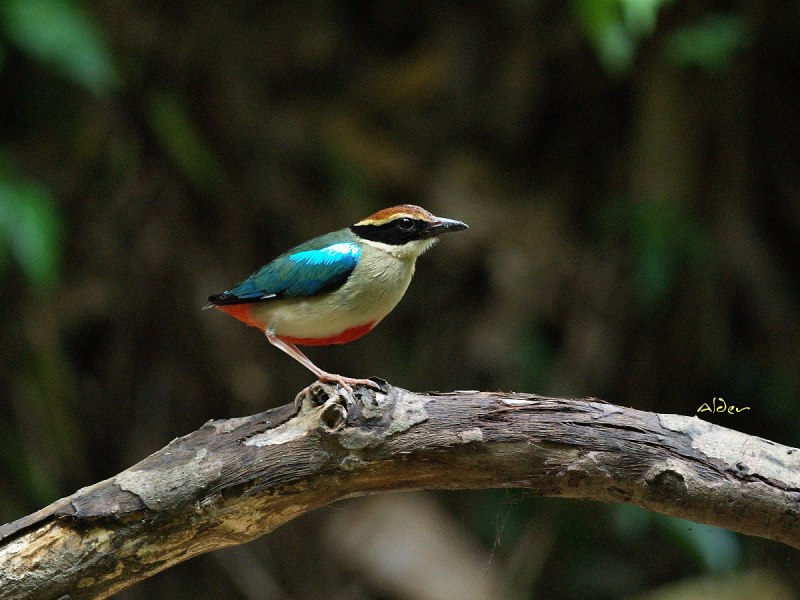 Pitta angolensis