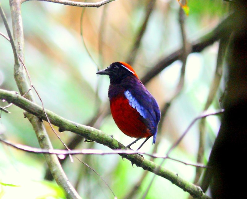 Garnet Pitta
