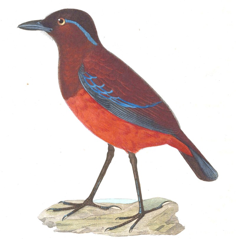 Erythropitta caeruleitorques