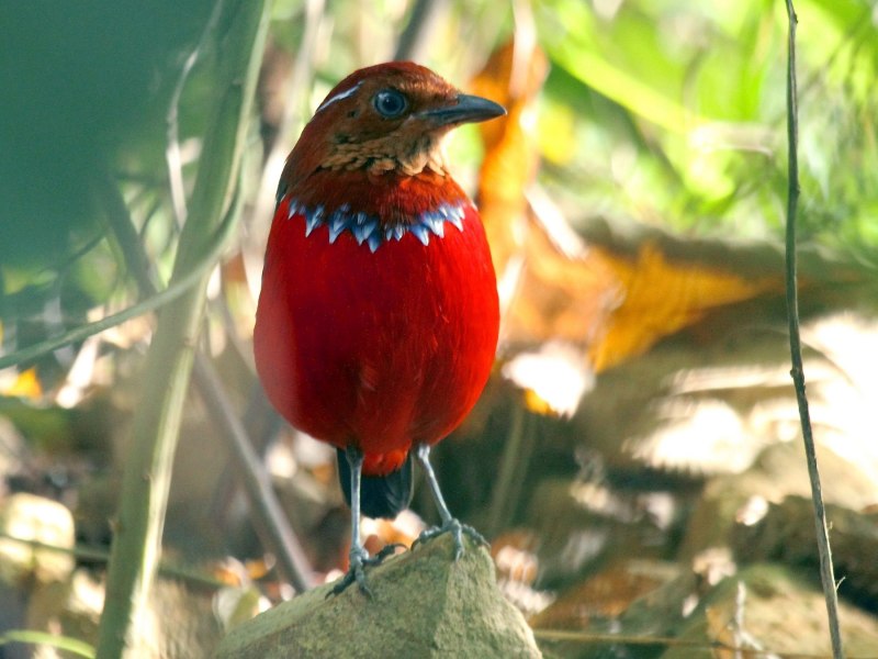 Blue-Banded Pitta