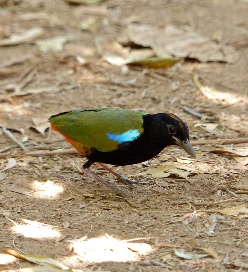Rainbow Pitta Australia