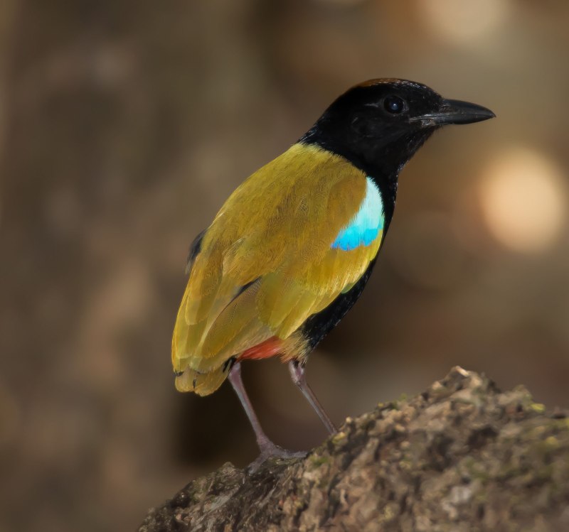 Rainbow Pitta