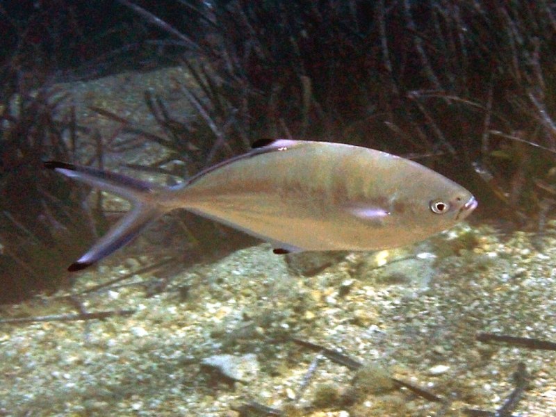 Трахинотус оватус морской