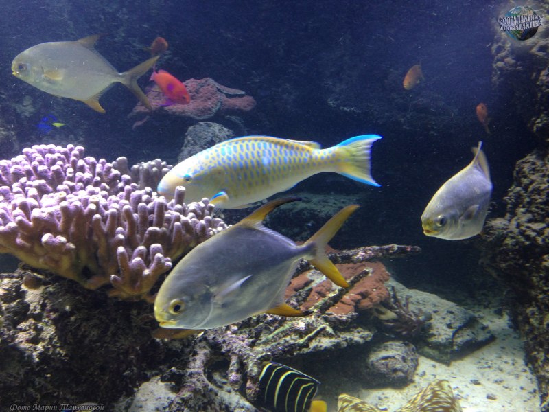 Trachinotus blochii