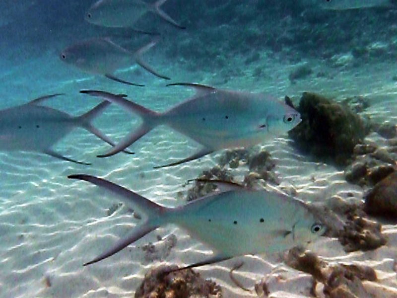 Trachinotus baillonii
