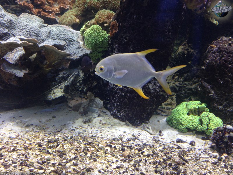 Trachinotus blochii