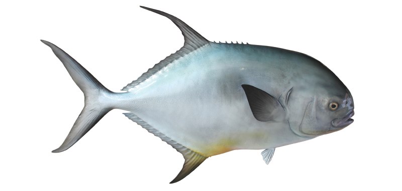 Trachinotus falcatus