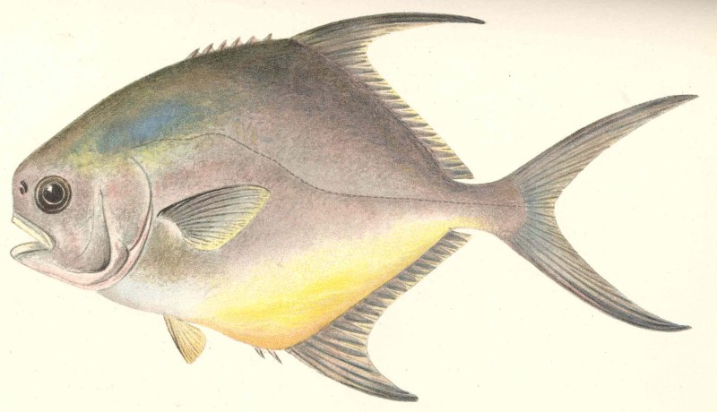 Trachinotus falcatus