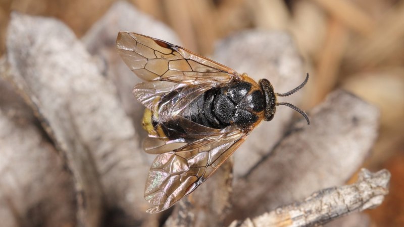 Hymenoptera Перепончатокрылые
