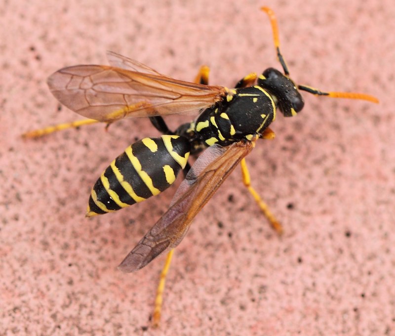 Hymenoptera Перепончатокрылые