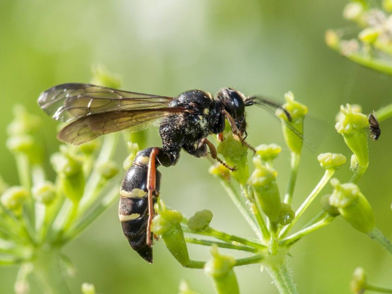 Отряд Перепончатокрылые (Hymenoptera) Оса