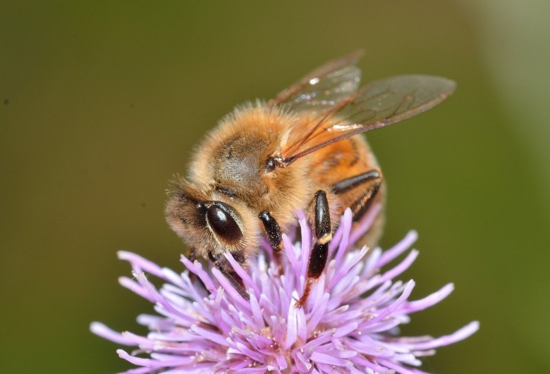 Hymenoptera Перепончатокрылые