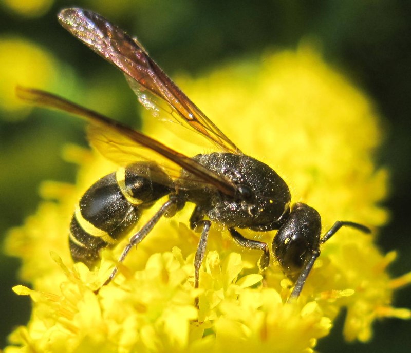 Hymenoptera Перепончатокрылые