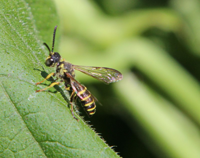 Hymenoptera Перепончатокрылые