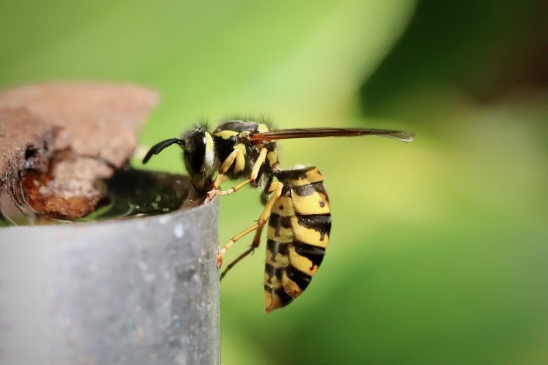 Hymenoptera Перепончатокрылые