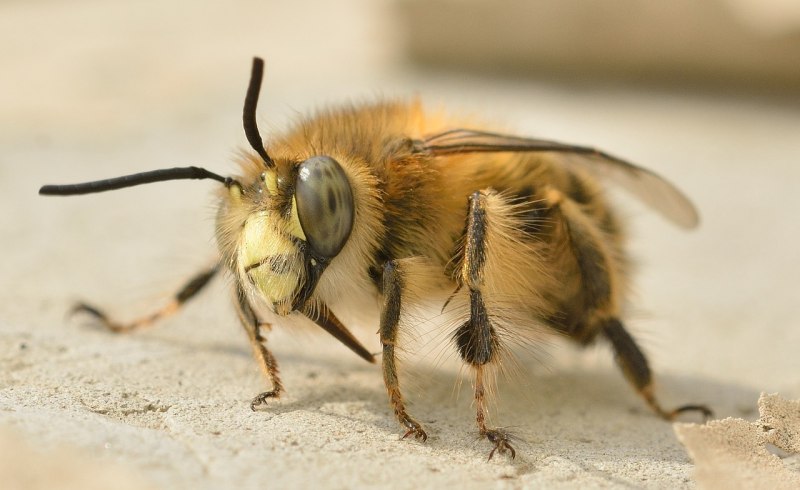 Hymenoptera Перепончатокрылые