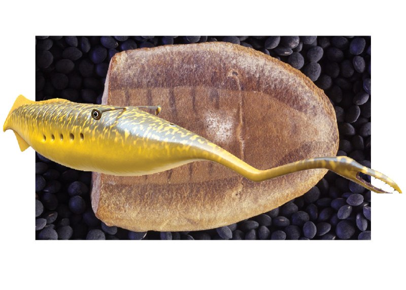 Tullimonstrum gregarium