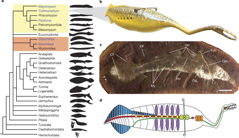 Tullimonstrum gregarium