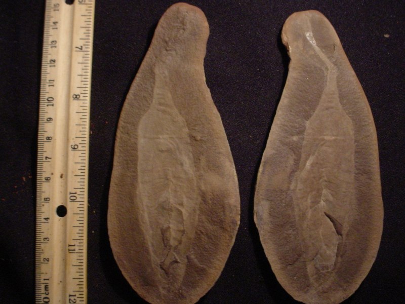 Tullimonstrum gregarium