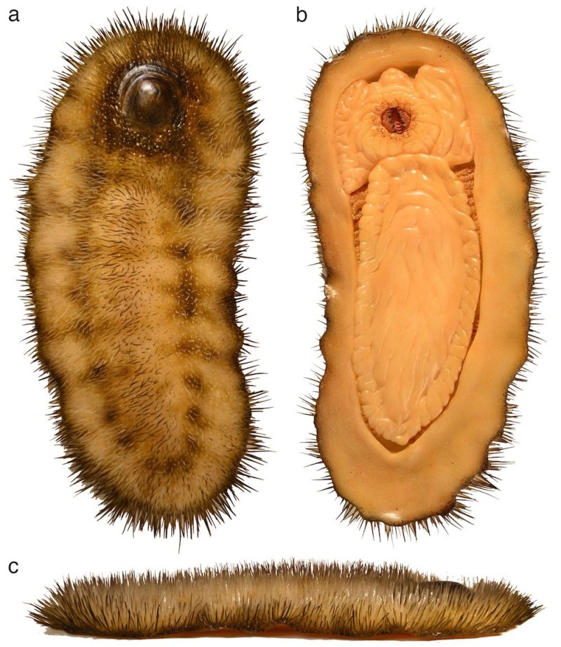 Calvapilosa kroegeri