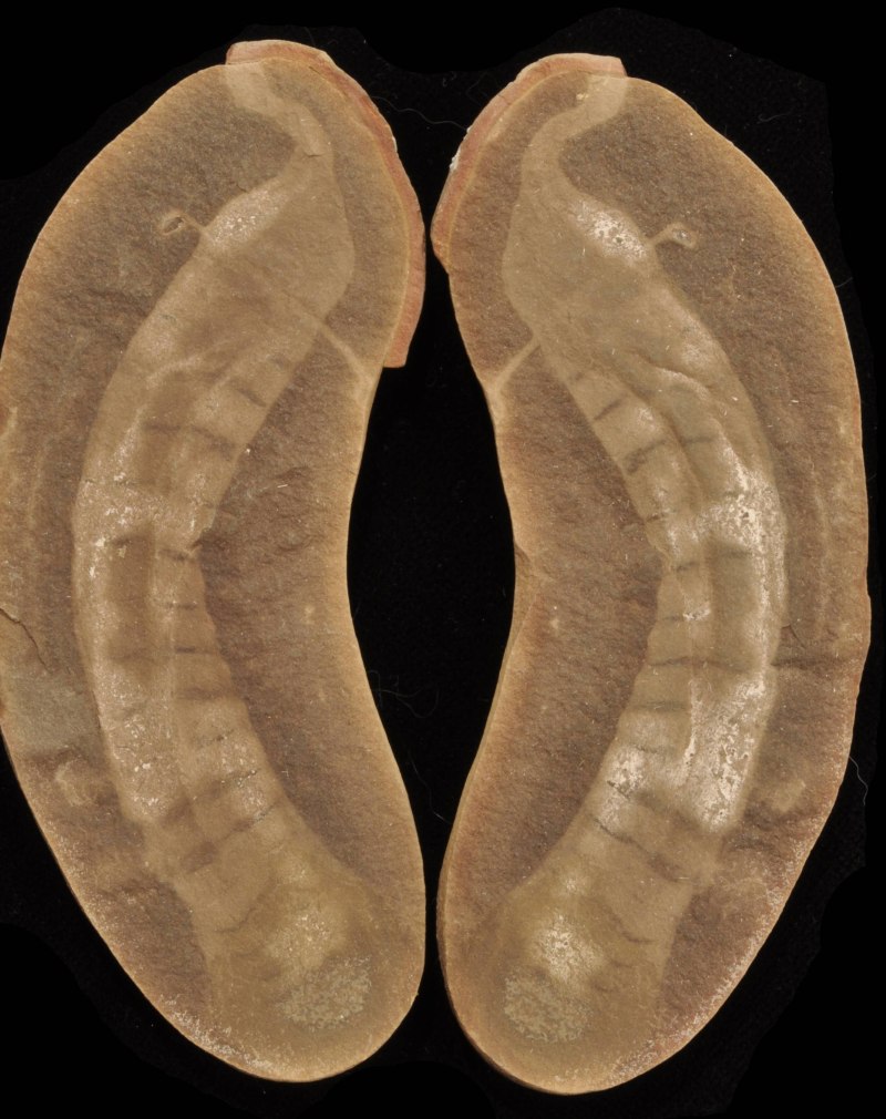 Tullimonstrum gregarium