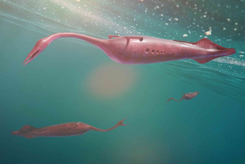 Tullimonstrum gregarium